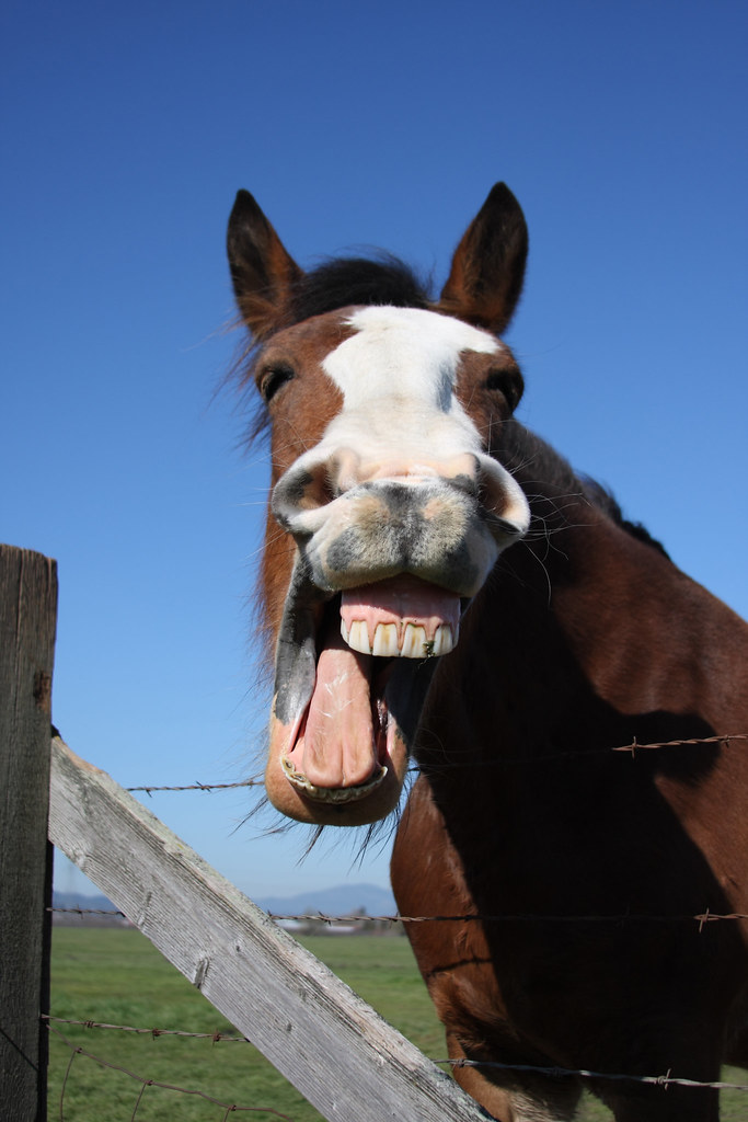 Image result for horse laughing pic