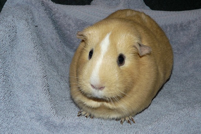 Bella - Female Adult Short-haired Guinea Pig | Flickr - Photo Sharing!