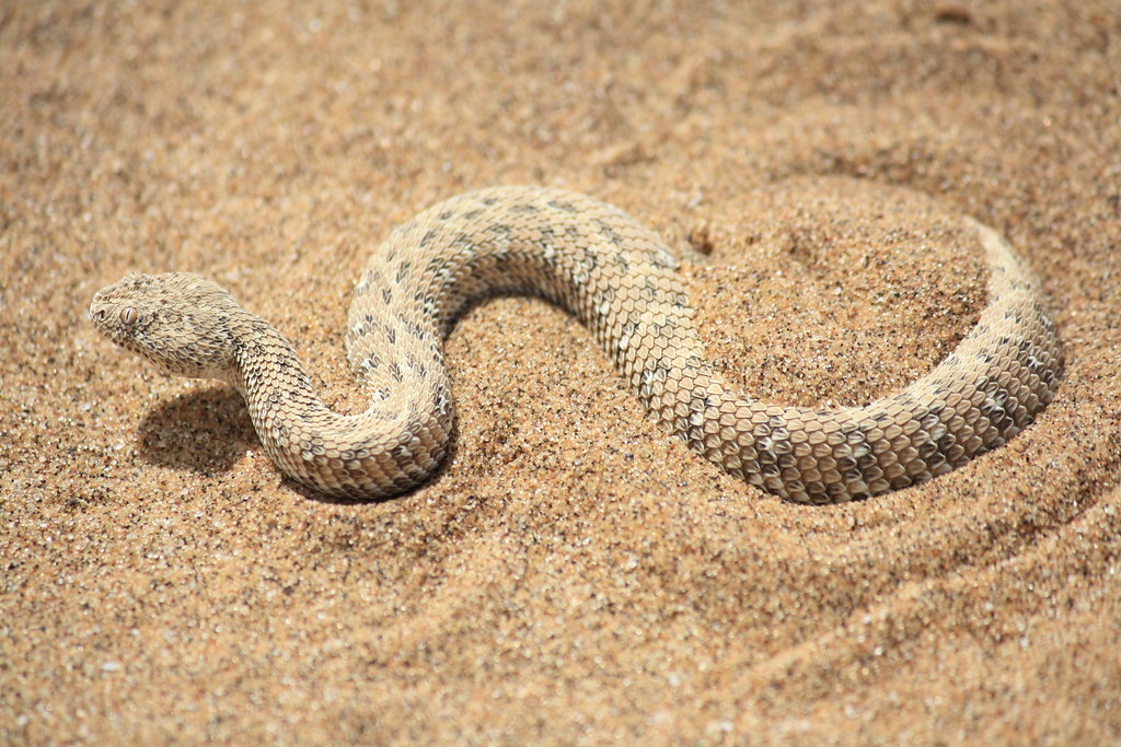 Weird Animals That Live In The Desert