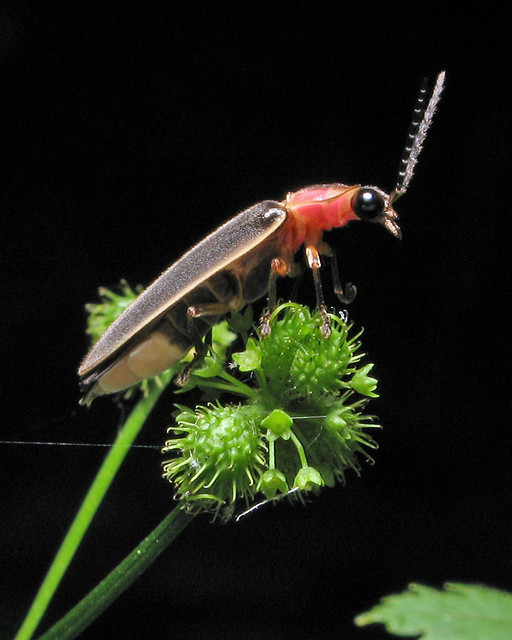 A firefly perched on a small plant