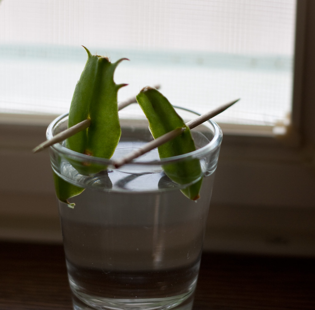 2009-10-4 Christmas Cactus Cuttings | I acquired these on 09… | Flickr