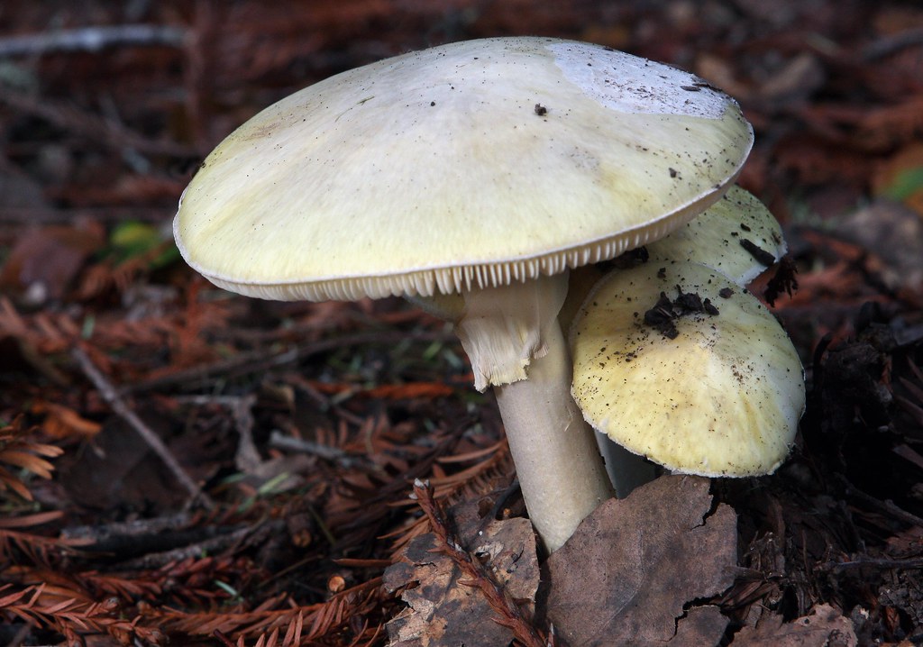 Death Cap Mushroom | Death Cap Mushroom (Amanita Phalloides)… | Flickr