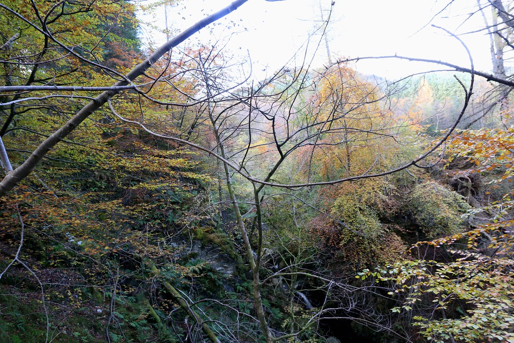Autumn trees, Stank Glen