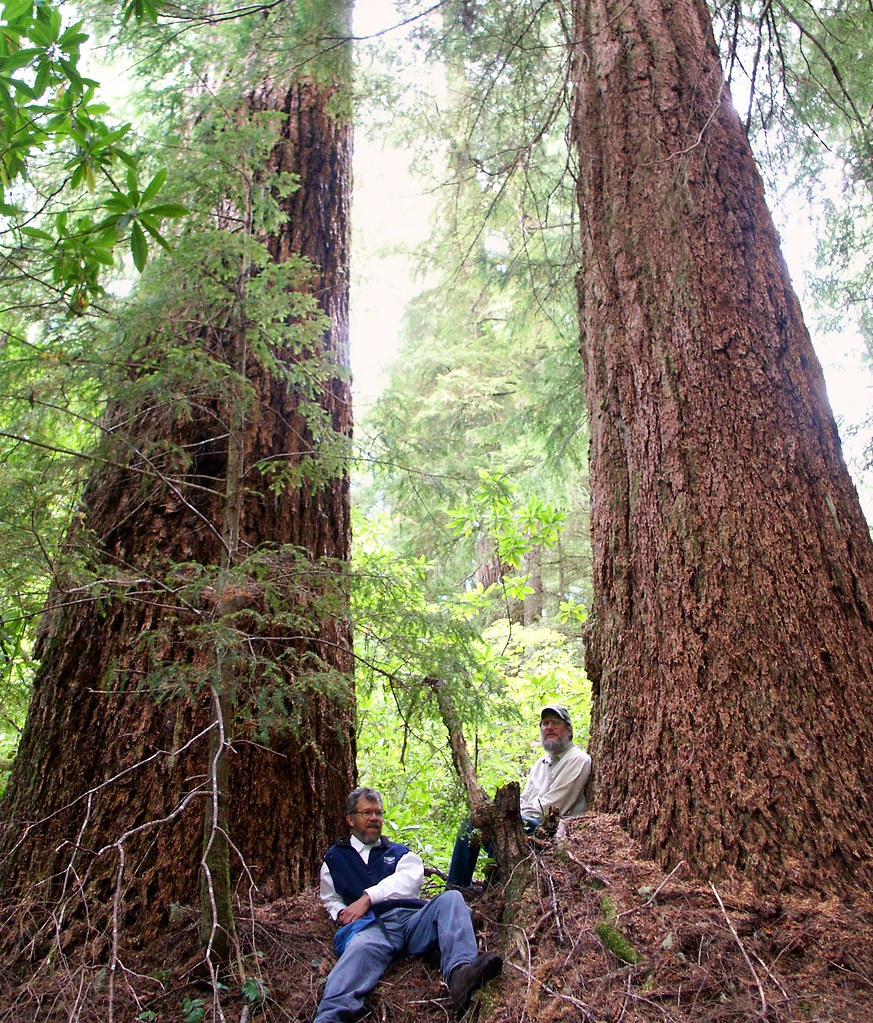 Old growth Douglas fir forest, Oregon | Unit 108 E. Fk ...
 Douglas Fir Forest
