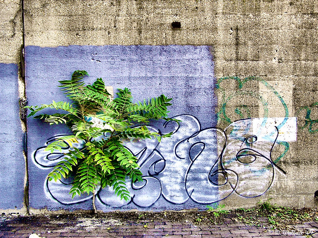 Graffiti Tree - Baltimore 2006_2D