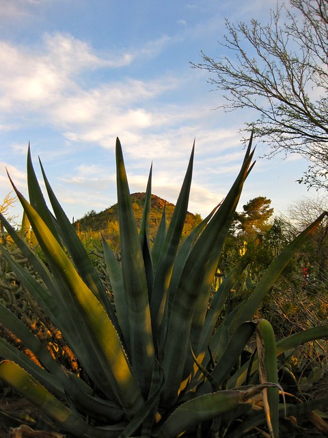Desert Botanical Gardens Phoenix Az 3 31 10 Gigantic Flickr