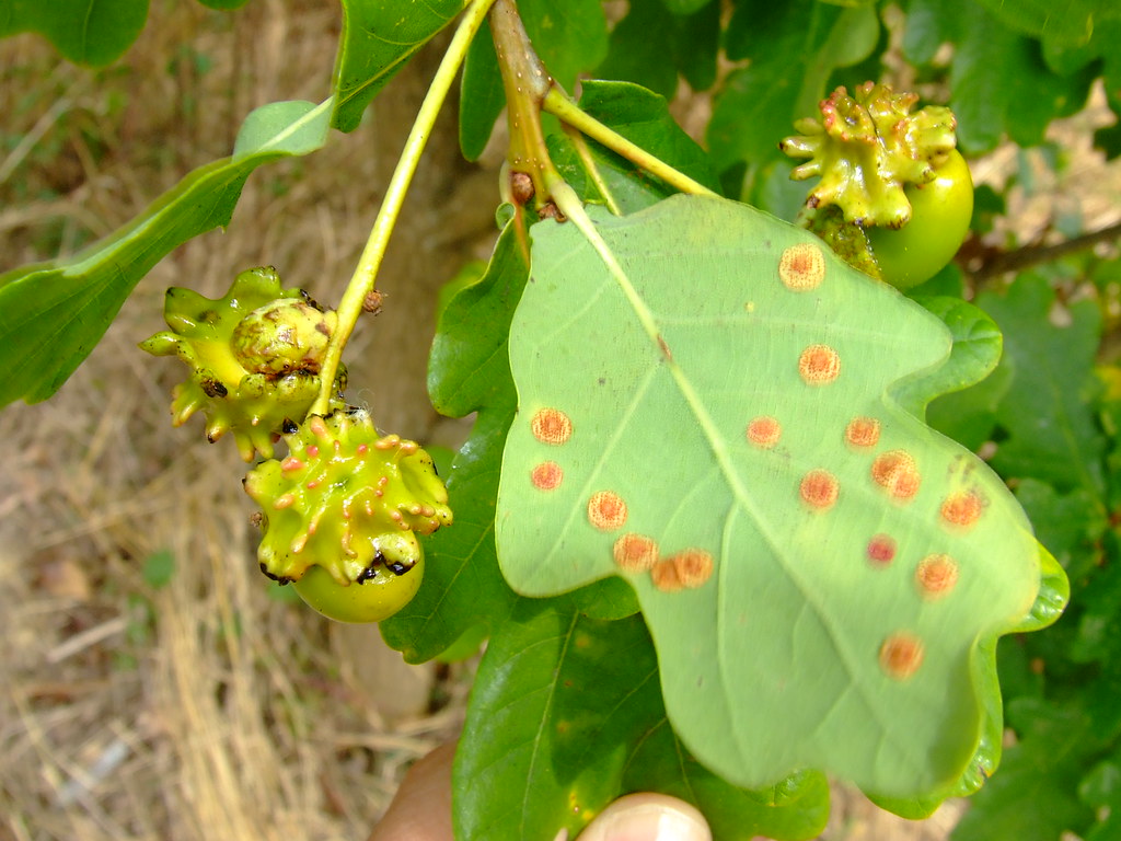 Deformed 'knopper' acorns | These deformed acorns are called… | Flickr