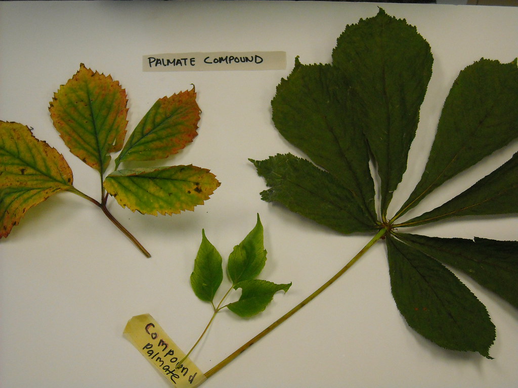 Palmate Leaf Plant Examples