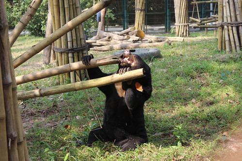 Dorle is breaking bamboo tree protectors