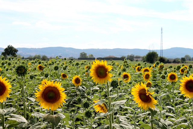 Sunflowers in Tuscany