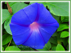Ipomoea indica (Morning Glory, Blue Morning Glory, Oceanblue Morning Glory, Blue Dawn Flower) with vibrant blue flower, 29 Feb 2016