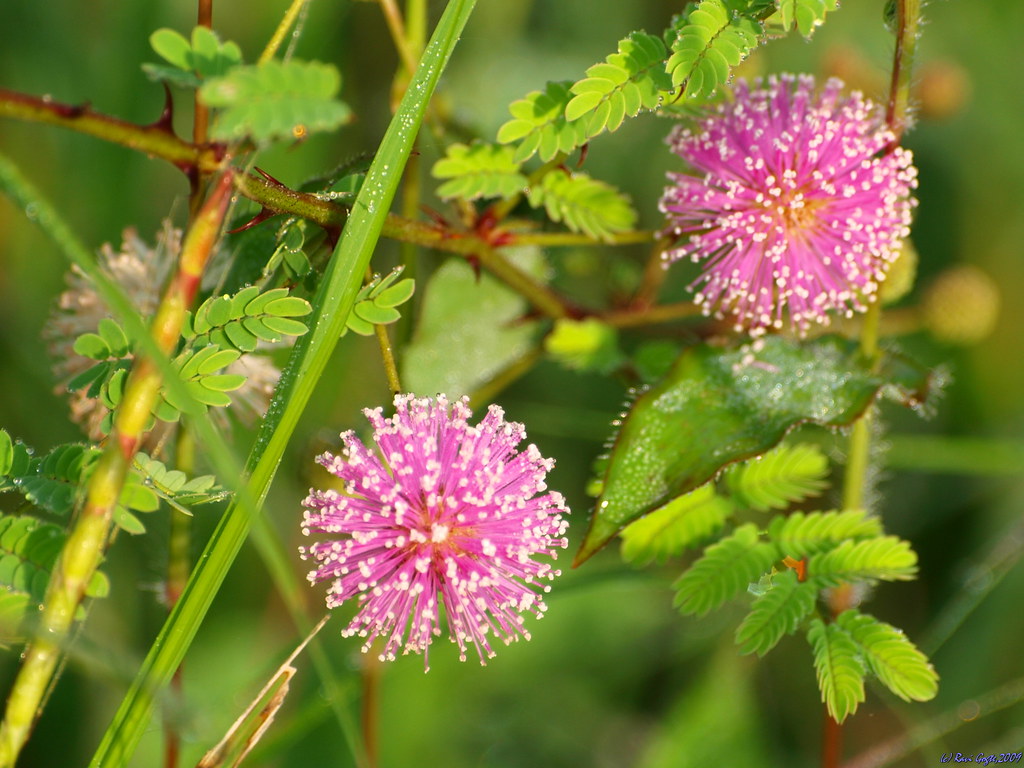 The natural Pom-Poms (लाजाळु, छुइमुइ) .. | Small pink flower… | Flickr