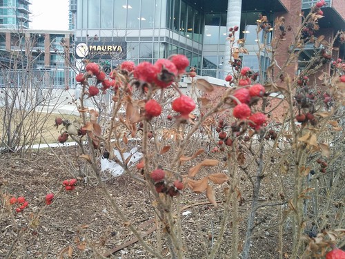 Red berries in winter, Liberty Village