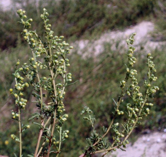 Artemisia campestris 4015699703_01effc9a7d_o