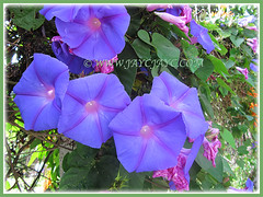 Ipomoea indica (Morning Glory, Blue Morning Glory, Oceanblue Morning Glory, Blue Dawn Flower) with mesmerizing purple flowers, 15 Aug 2014