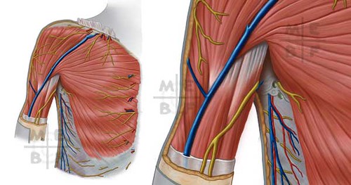 Shoulder Chest Anatomy Adobe Photoshop For The Latest Ed Flickr   3676323073 322fd787b3 