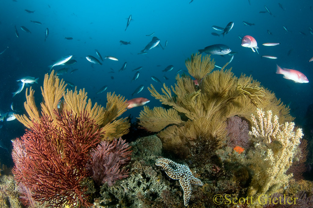 California Reef Scene | Catalina island reef scene, in Calif… | Flickr