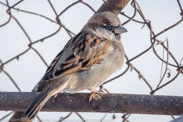 Sparrow on a metal fence