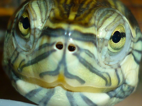 Turtle's eyes | Domenico De Zio | Flickr