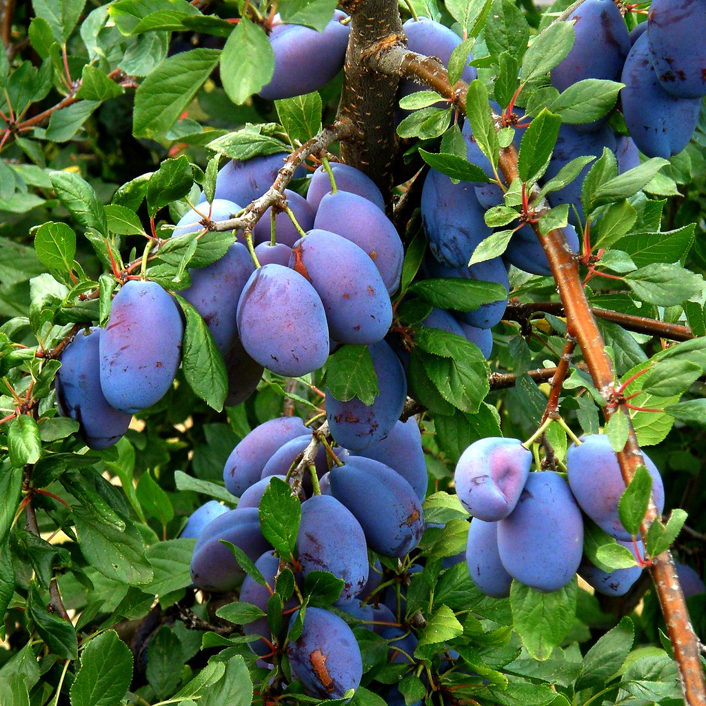 prunes-plums-dans-un-verger-alsace-in-an-orchard-alsa-olibac