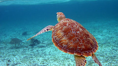 Ambergris Caye - Hol Chan Marine Reserve - Turtle