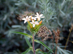 Large-flowered Collomia