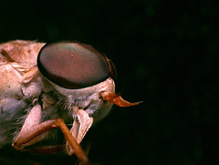 Portrait of a (Female) Horse Fly