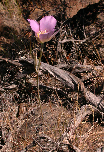 Sagebrush Mariposa Lily