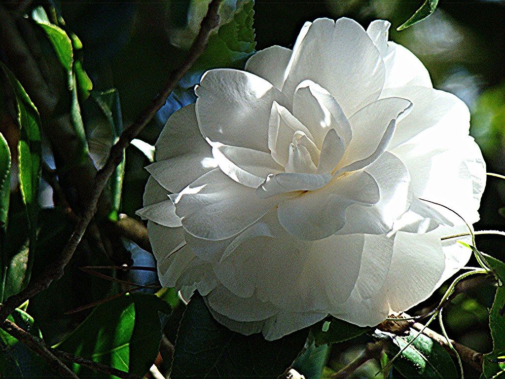 Shadows White Camellia Maclay Gardens State Park Fl Flickr