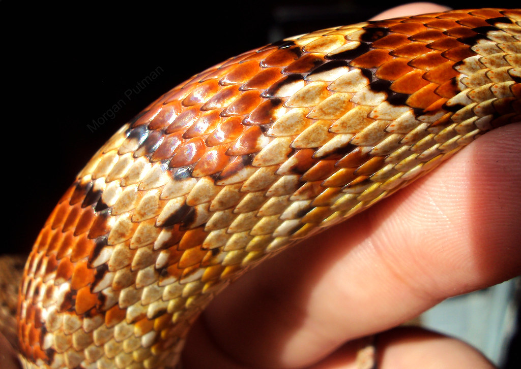 corn snake scales | scales | Morgan Putman | Flickr