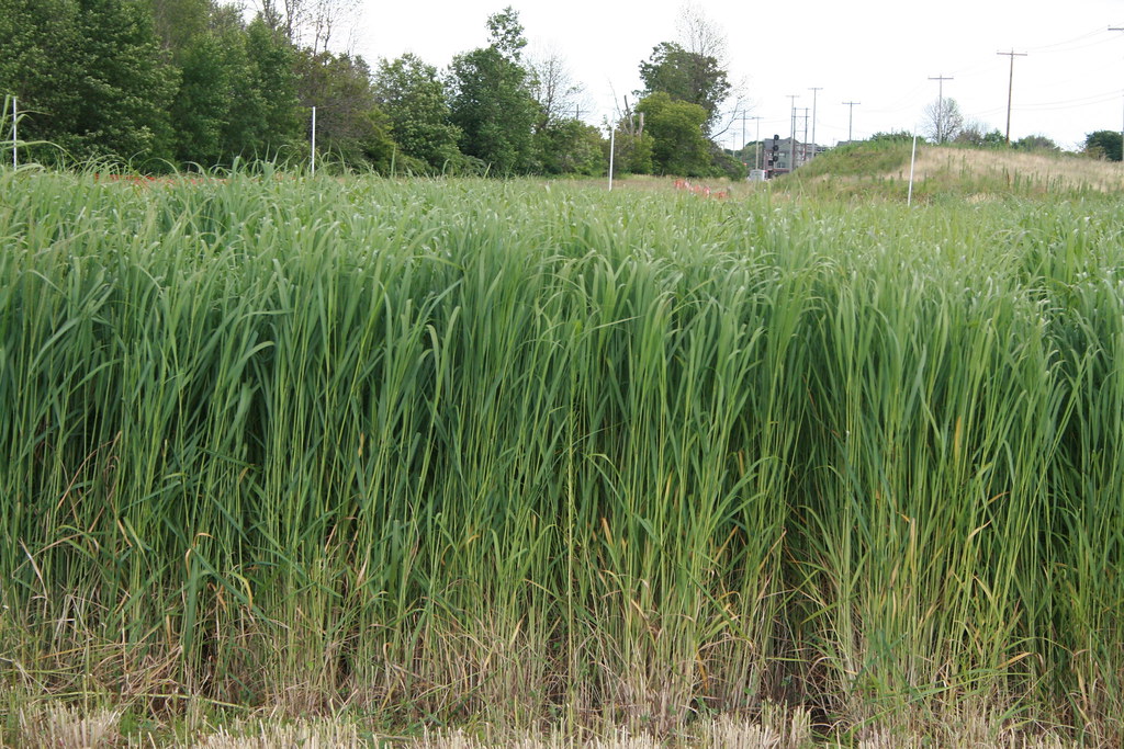 switchgrass-kanlow