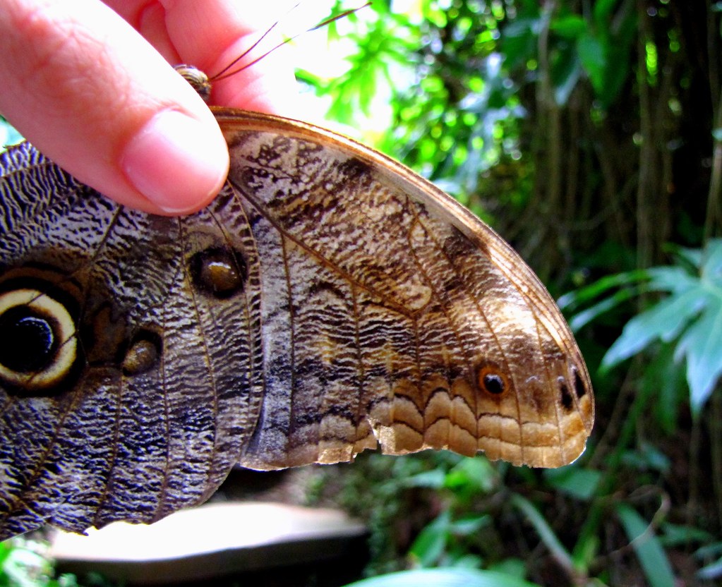 Owl Butterfly - Snake Camo Mode | At the butterfly farm | Flickr