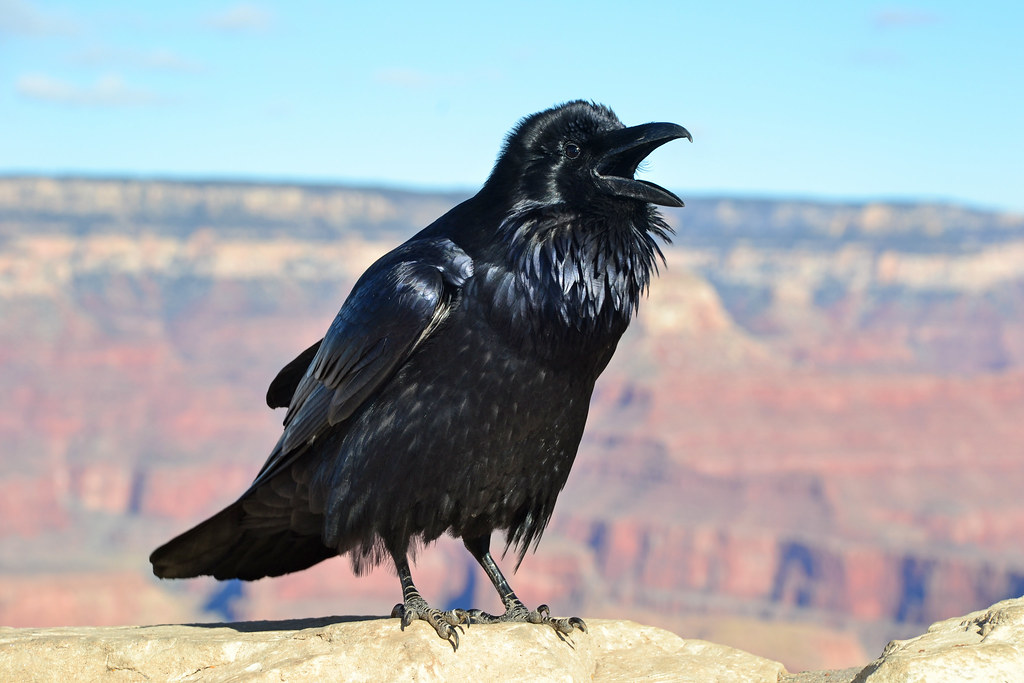 Grand Canyon Raven at Hopi Point 0081 | Ravens are one of thâ€¦ | Flickr