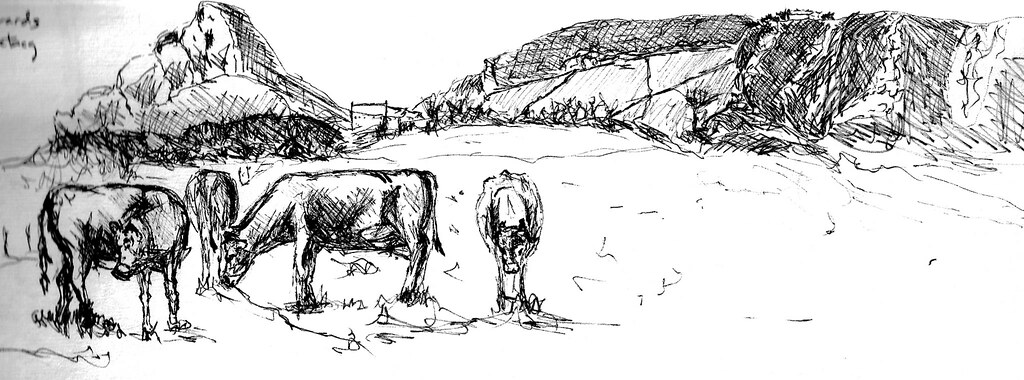Jersey Cows sketch | An ink drawing of the iconic jersey cow… | Flickr