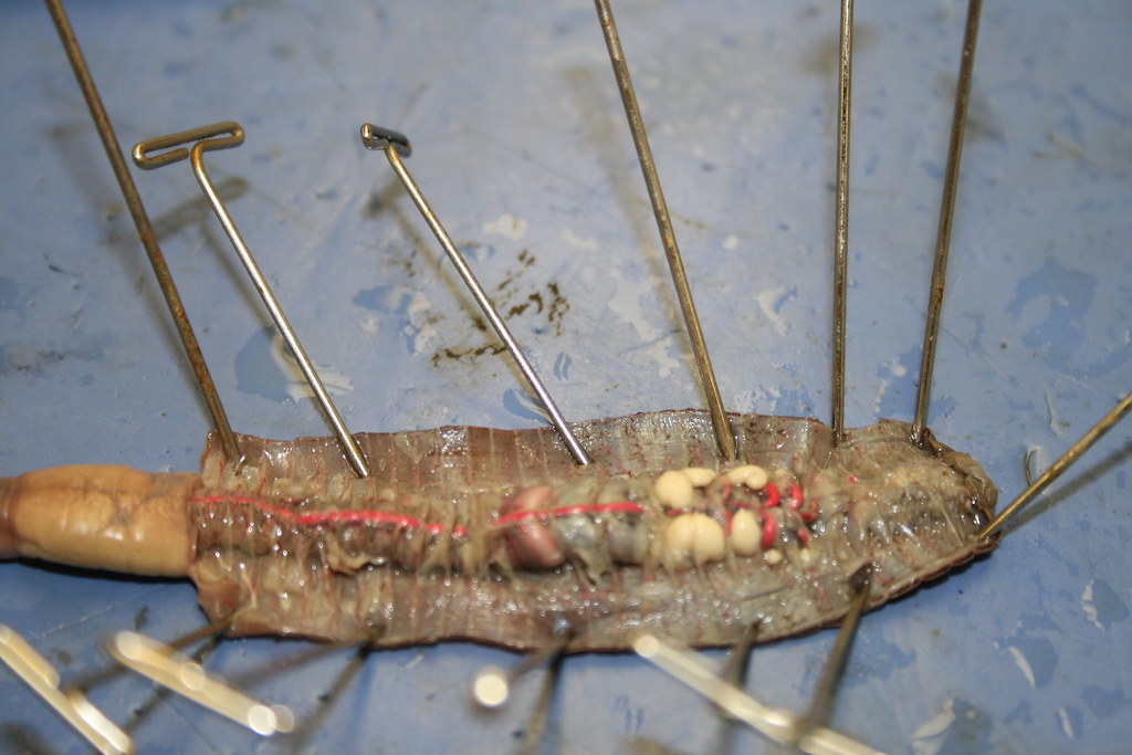 Earthworm Dissection | threeflowersphotography | Flickr