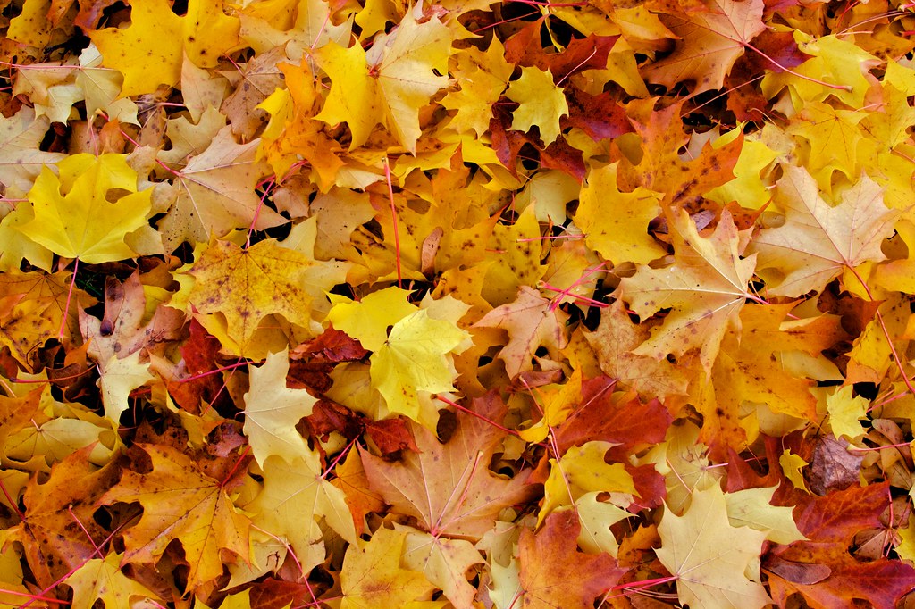 Pile of leaves (autumn) | Fall leaves in a colorful pile | Flickr