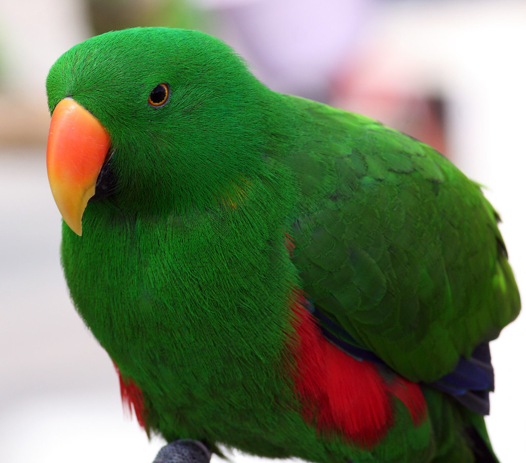 I ve parrot. Эклектус. Желтый Эклектус. Green-thighed Parrot. Красный попугай с зелеными крыльями.