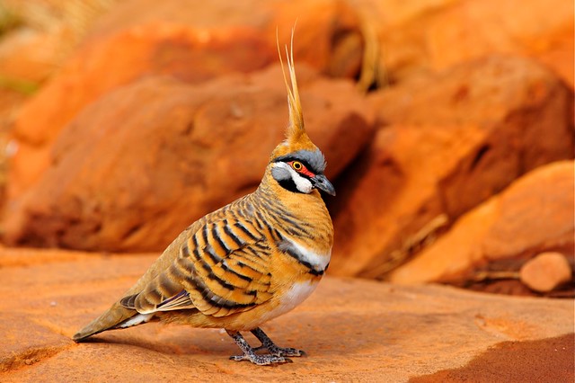 Spinifex Pigeon.