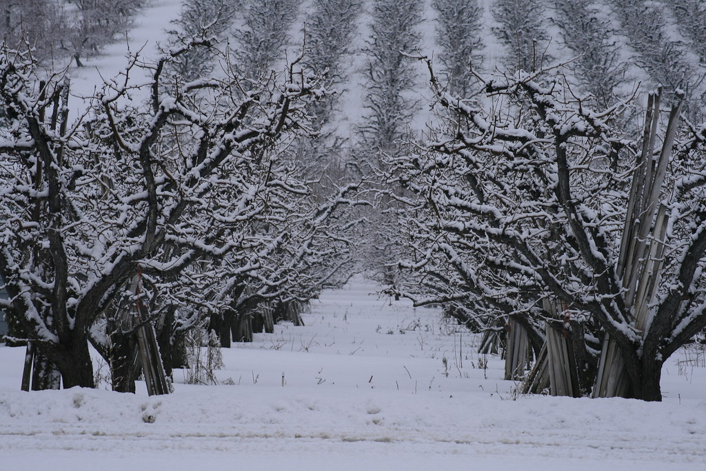 Winter Pear Orchard ~ Cashmere Wa Pear Trees Across The S… Flickr