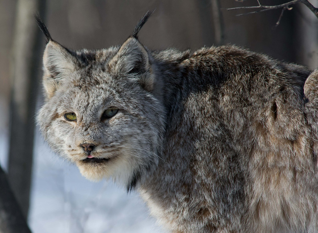 Canadian Lynx | The Canada lynx (Lynx canadensis) or Canadia… | Flickr