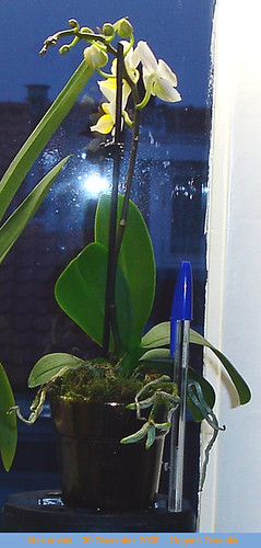miniature Phalaenopsis NoID white flower yellow throat lips orange dots, orchid