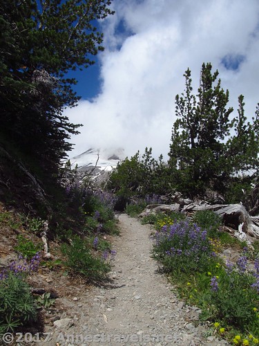 Trail on Gnarl Ridge, Mount Hood National Forest, Oregon