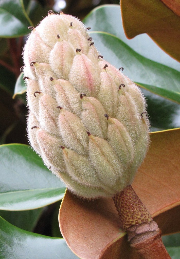 Fruit of Magnolia grandiflora | Southern Magnolia ...