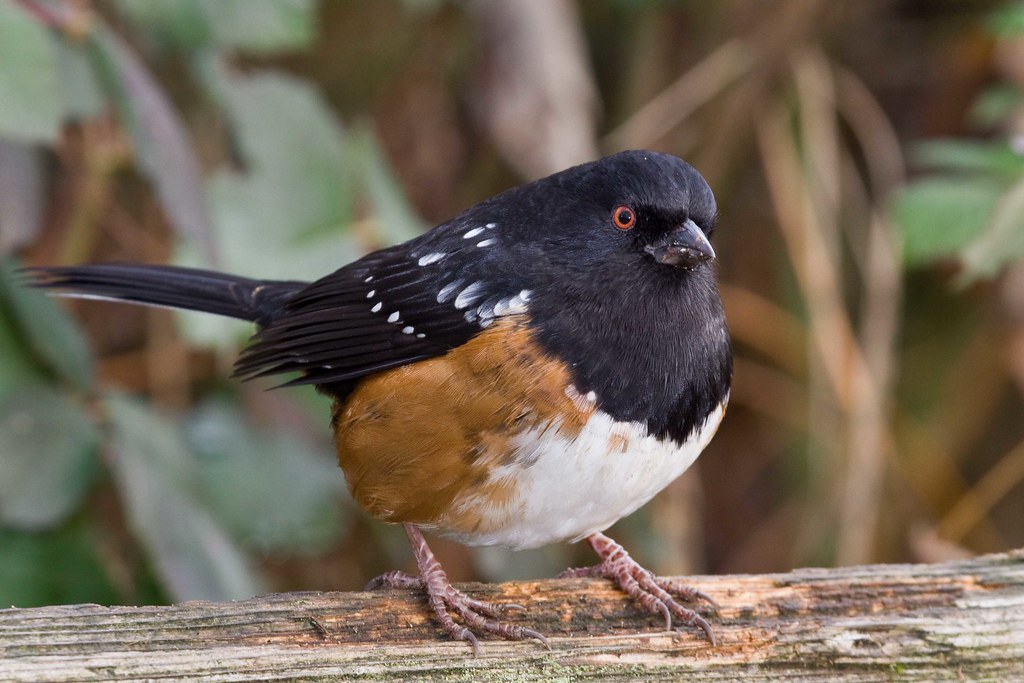 Rufous-sided Or Spotted Towhee 