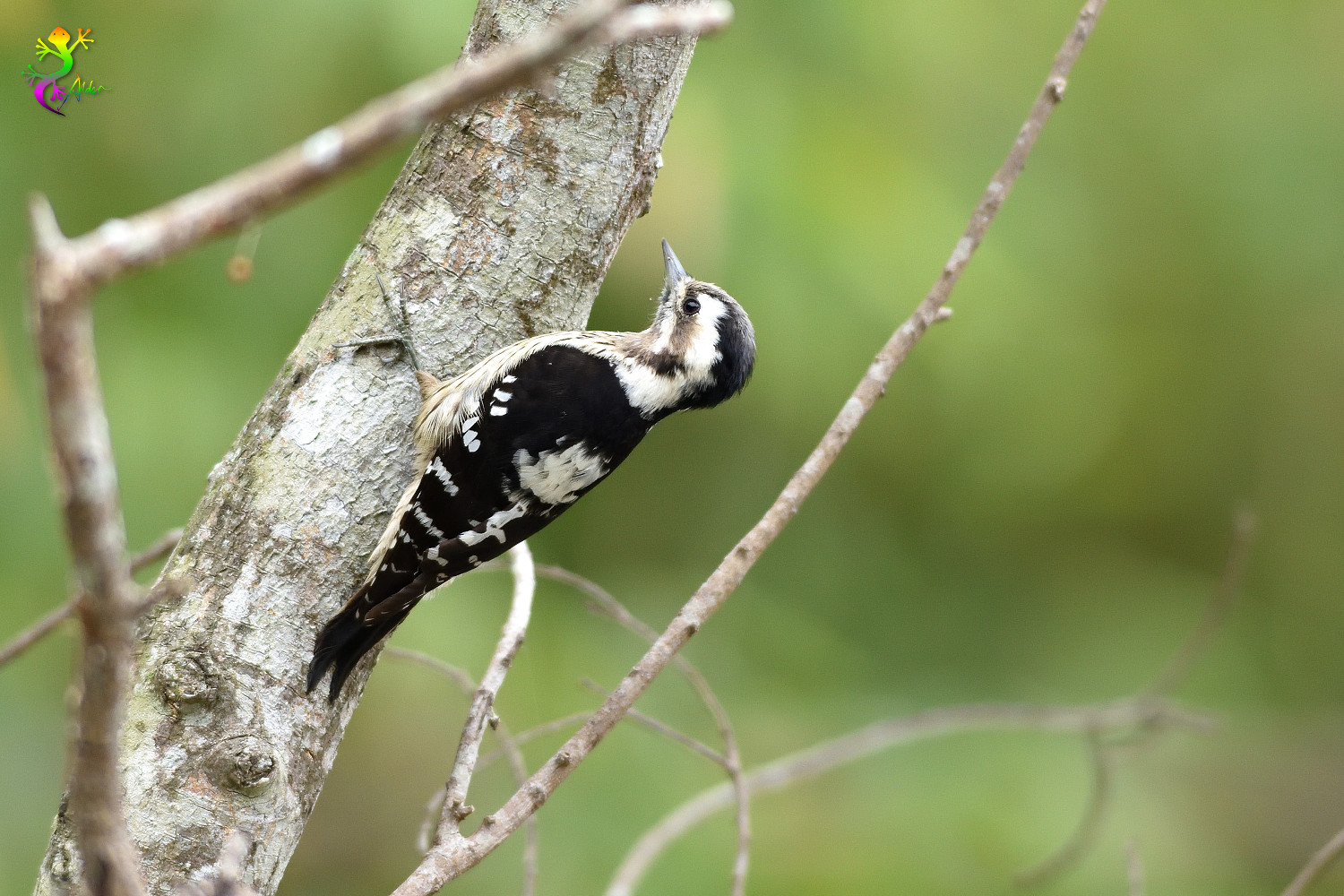 Grey-headed Pygmy Woodpecker_0337