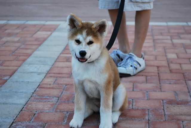Akita Inu (3 month old Japanese Akita Puppy) | Aki is our ...