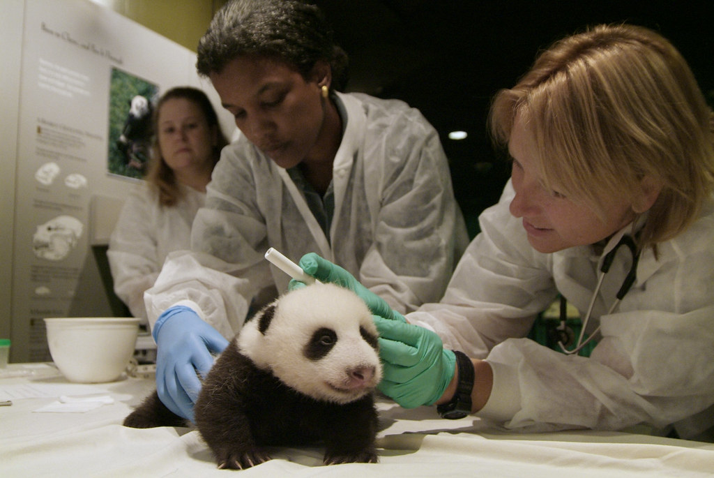 Tai Shan | The National Zoo's Chief Veterinarian Dr. Suzan M… | Flickr