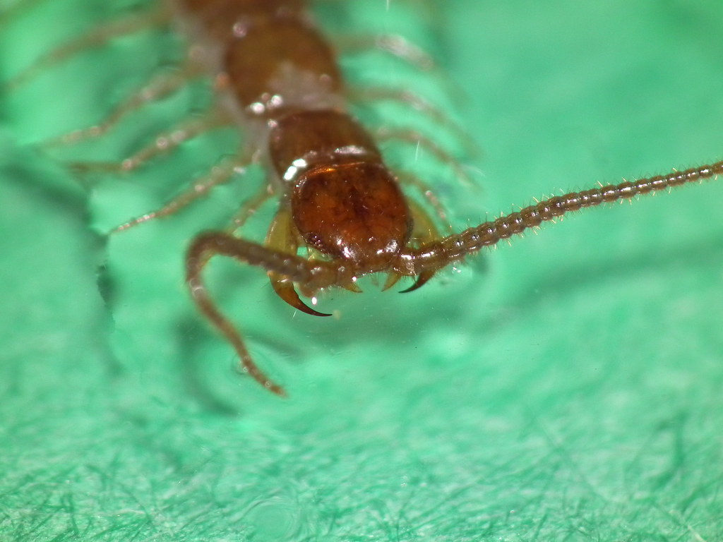 Centipede Fangs SOOC taken with a FUJiFILM FINEPIX HS10 us… | Flickr