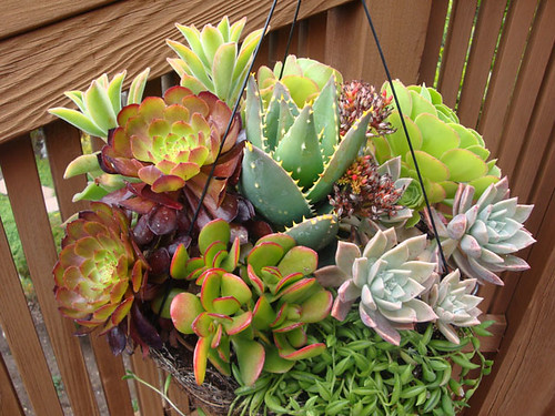 cacti flower arrangement | This beautiful floral arrangement… | Flickr