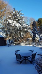 Snowy backyard